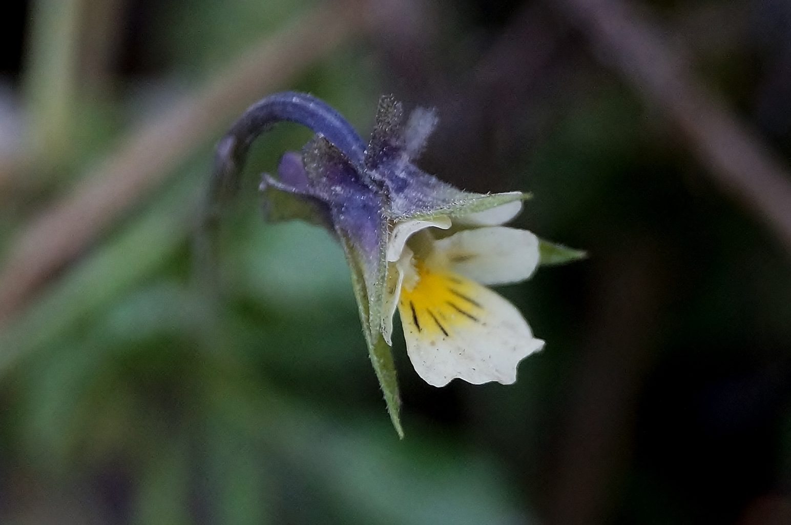 Valokuvaaja: Maarit Siitonen