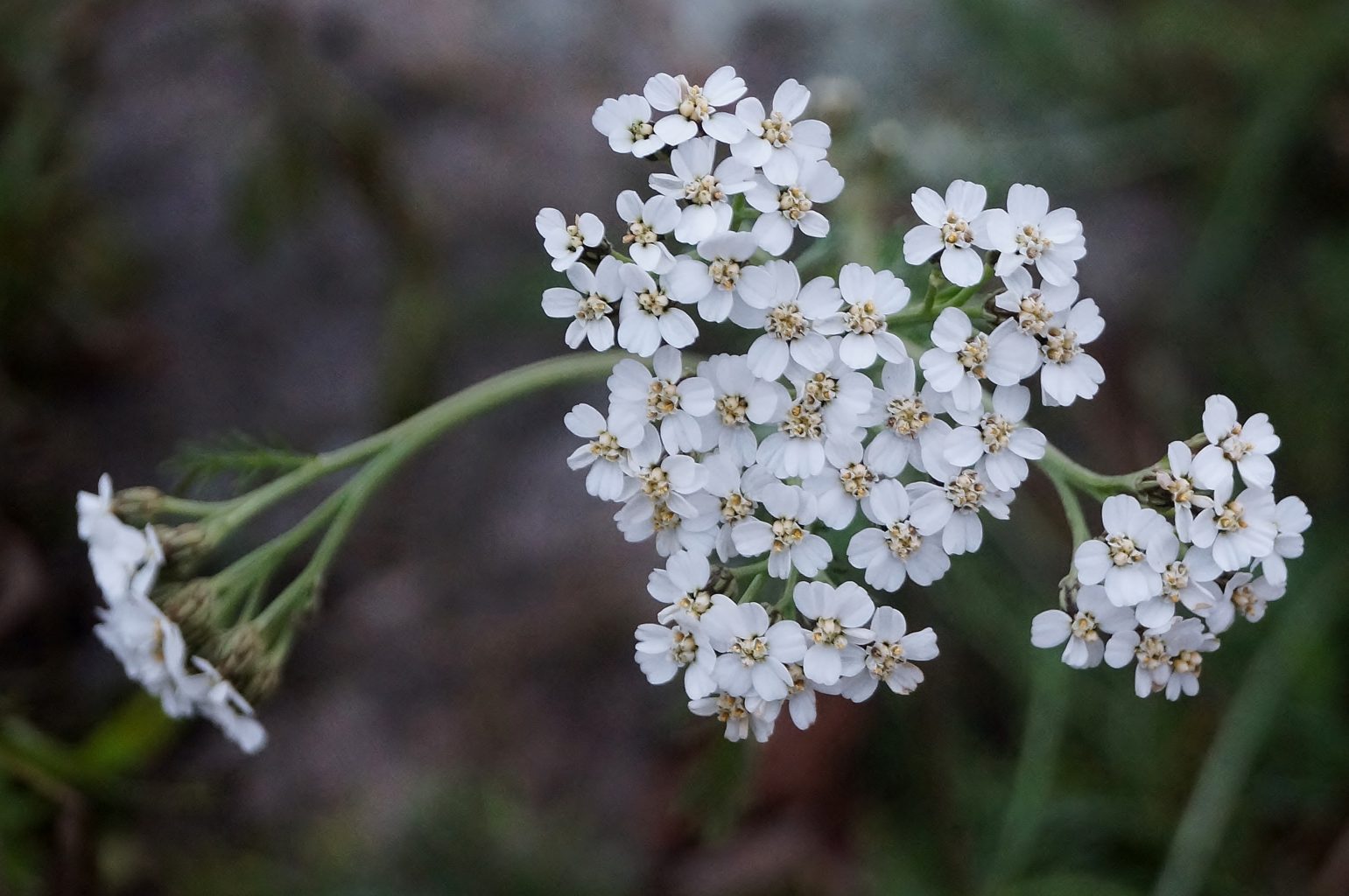 Valokuvaaja: Maarit Siitonen