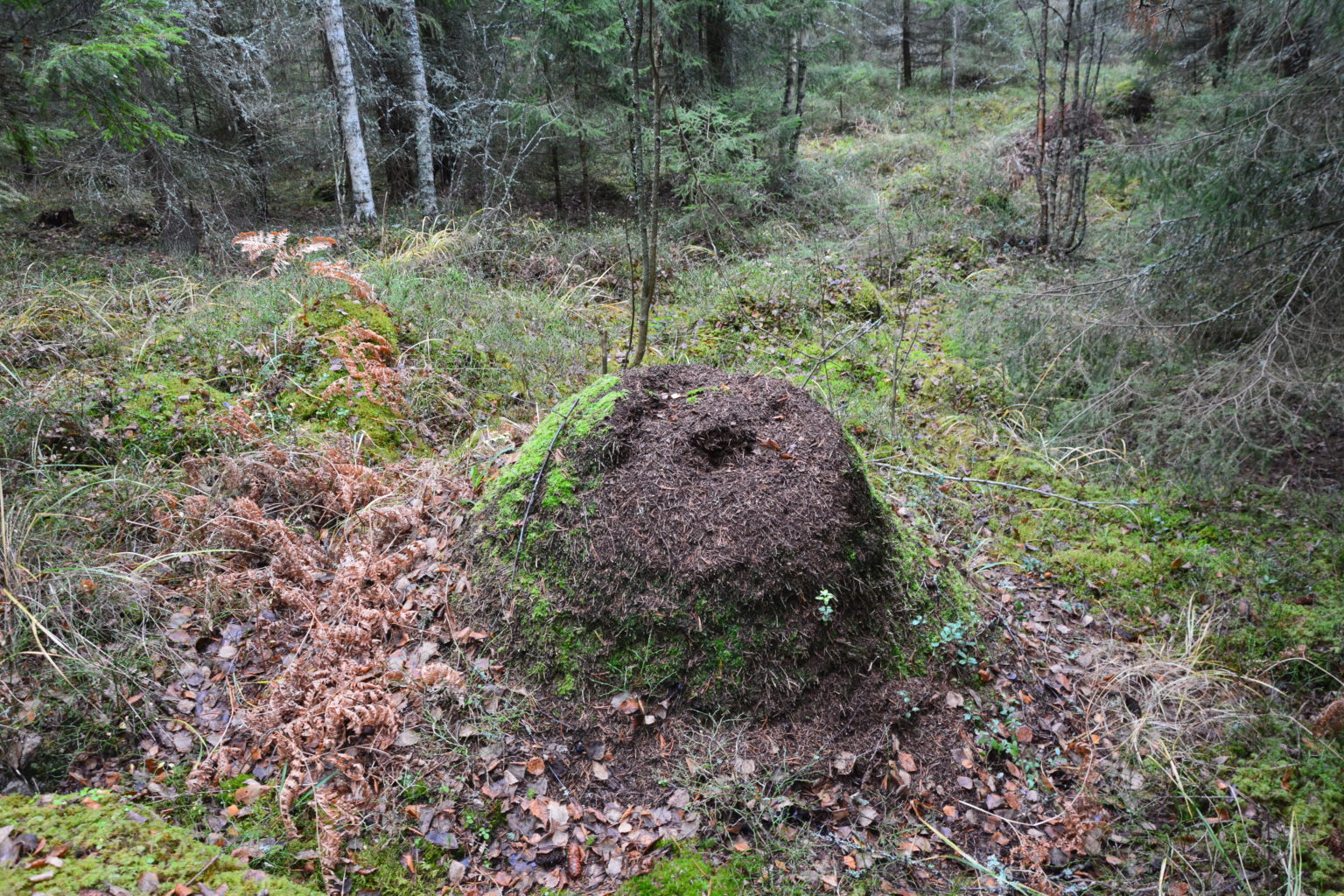 Valokuvaaja: Harry Yli-Uotila Valokuvaaja: Harry Yli-Uotila