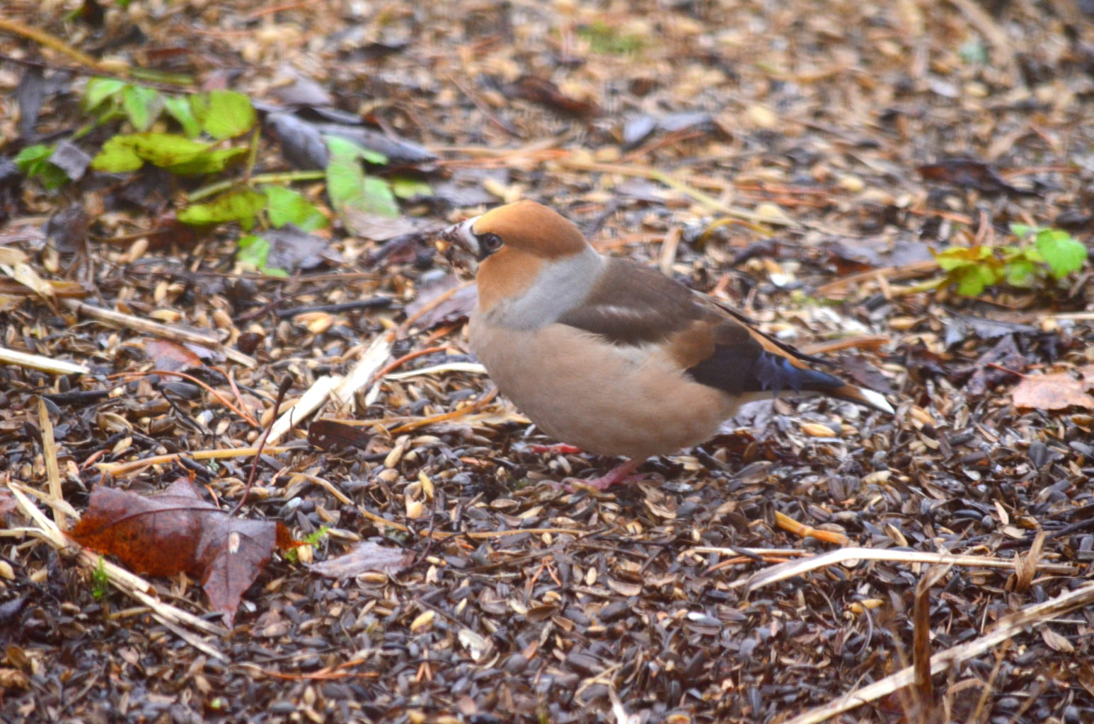 Valokuvaaja: Heidi Rikala