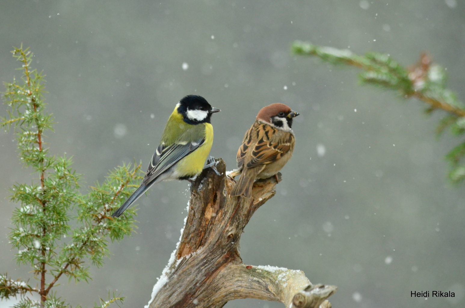 Valokuvaaja: Heidi Rikala Valokuvaaja: Heidi Rikala