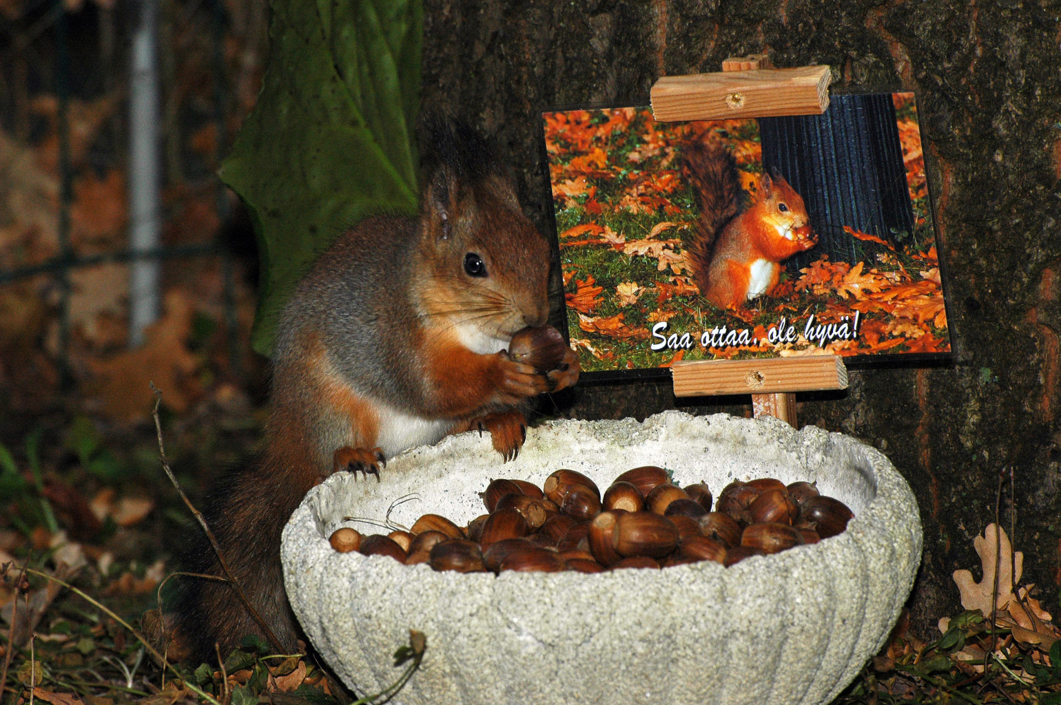 Valokuvaaja: Paavo Siukonen Valokuvaaja: Paavo Siukonen