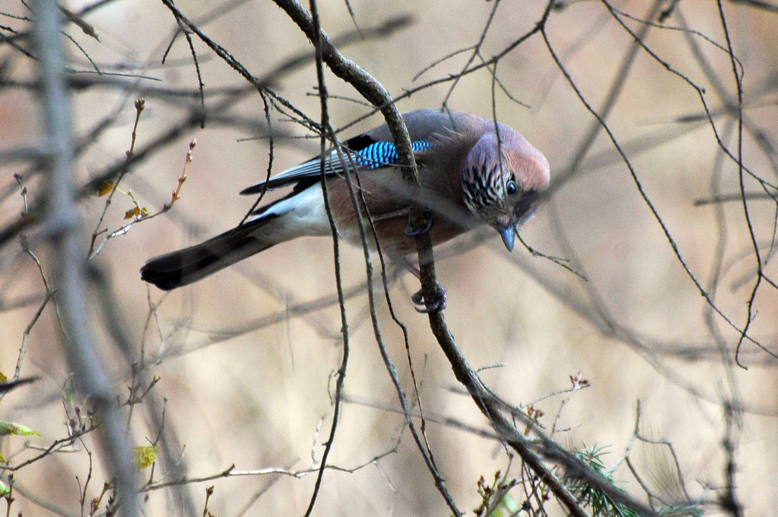 Valokuvaaja: Paavo Siukonen