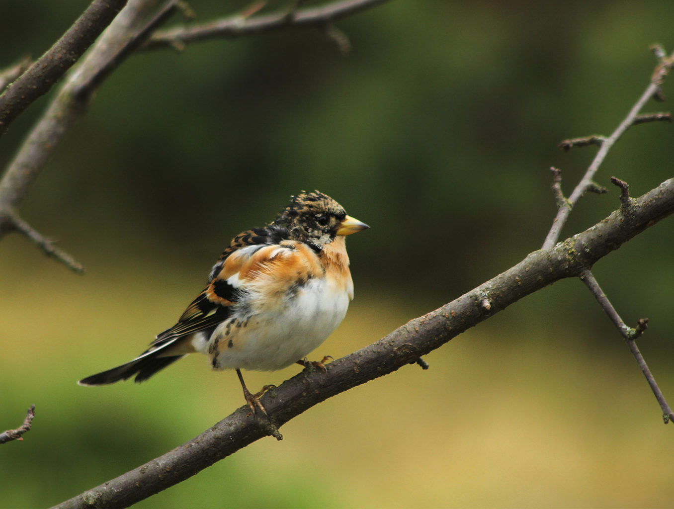Valokuvaaja: Tarja Porkkala