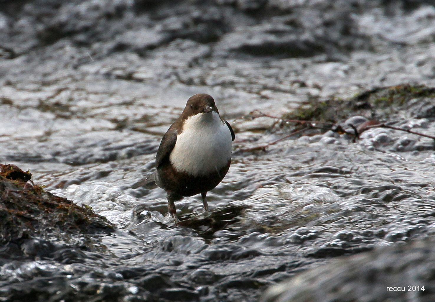 Valokuvaaja: reijo lehtonen