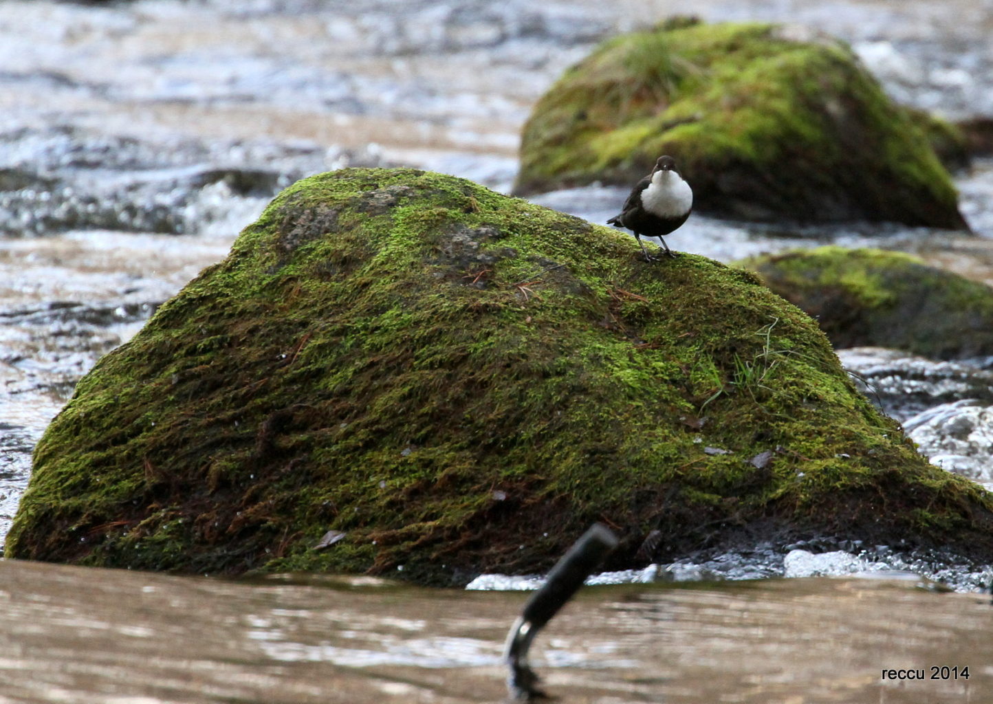 Valokuvaaja: reijo lehtonen