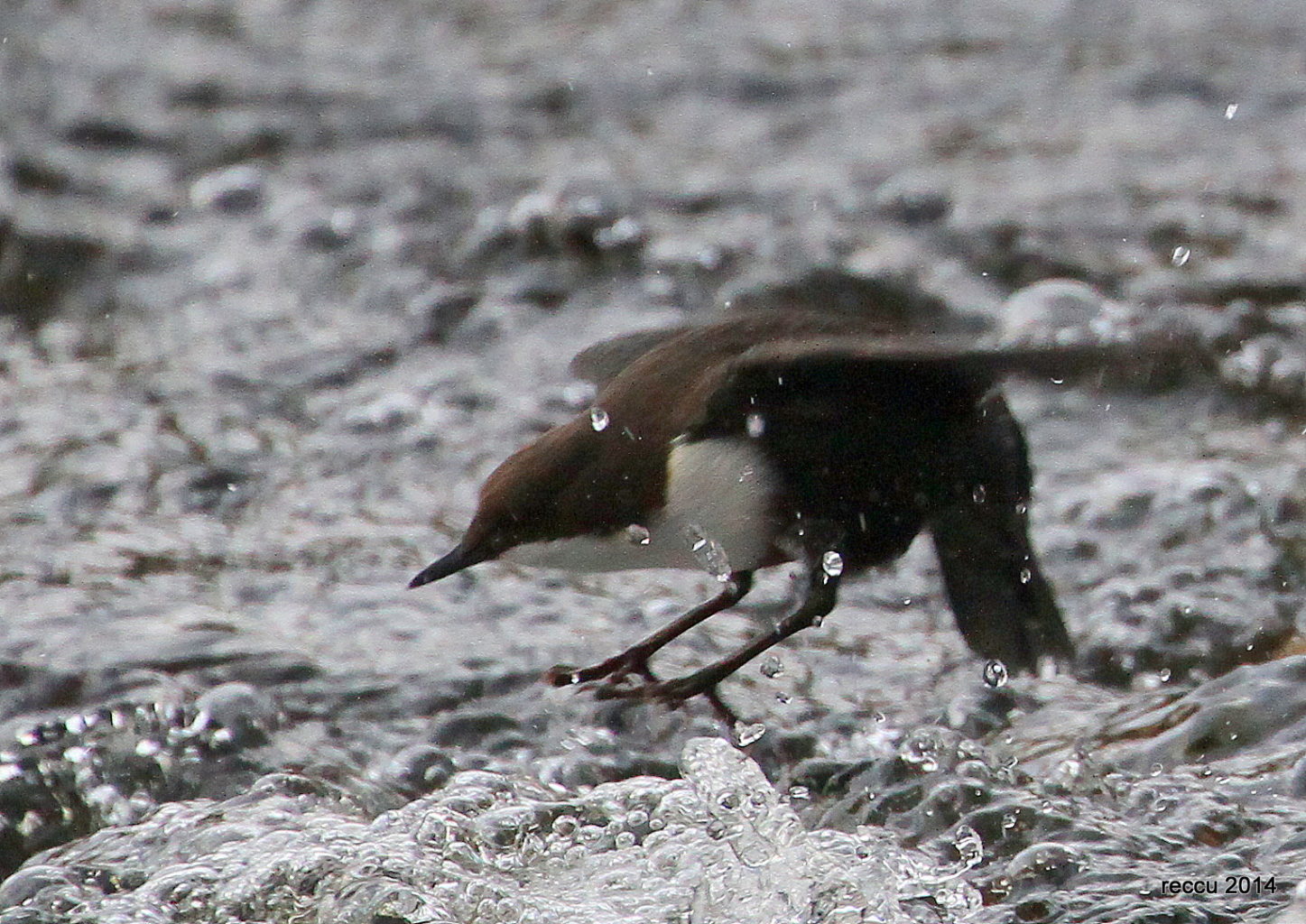 Valokuvaaja: reijo lehtonen Valokuvaaja: reijo lehtonen