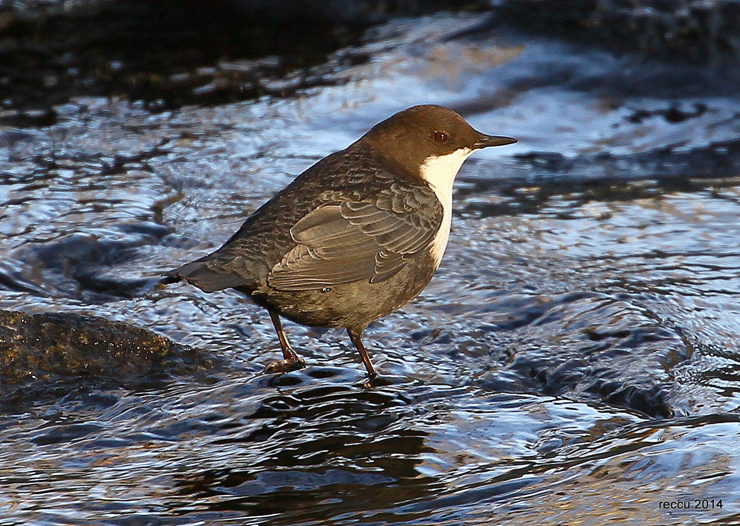 Valokuvaaja: reijo lehtonen