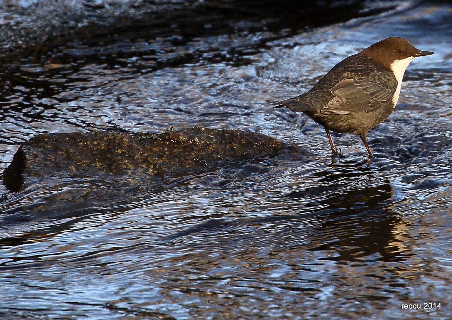 Valokuvaaja: reijo lehtonen