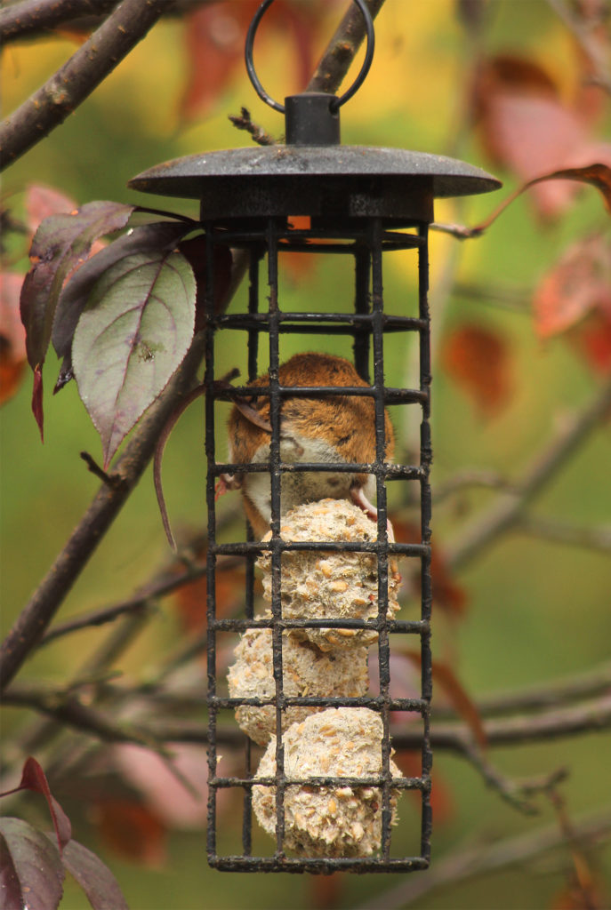 Valokuvaaja: Tarja Porkkala