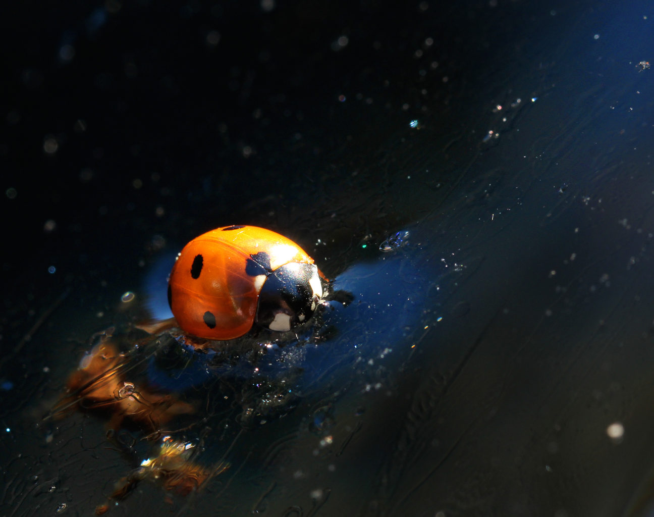 Valokuvaaja: Tarja Porkkala