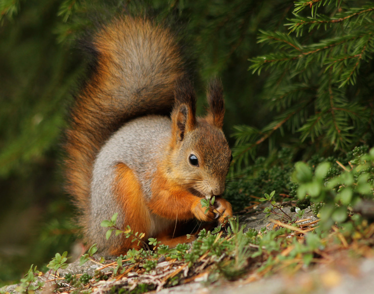Valokuvaaja: Tarja Porkkala