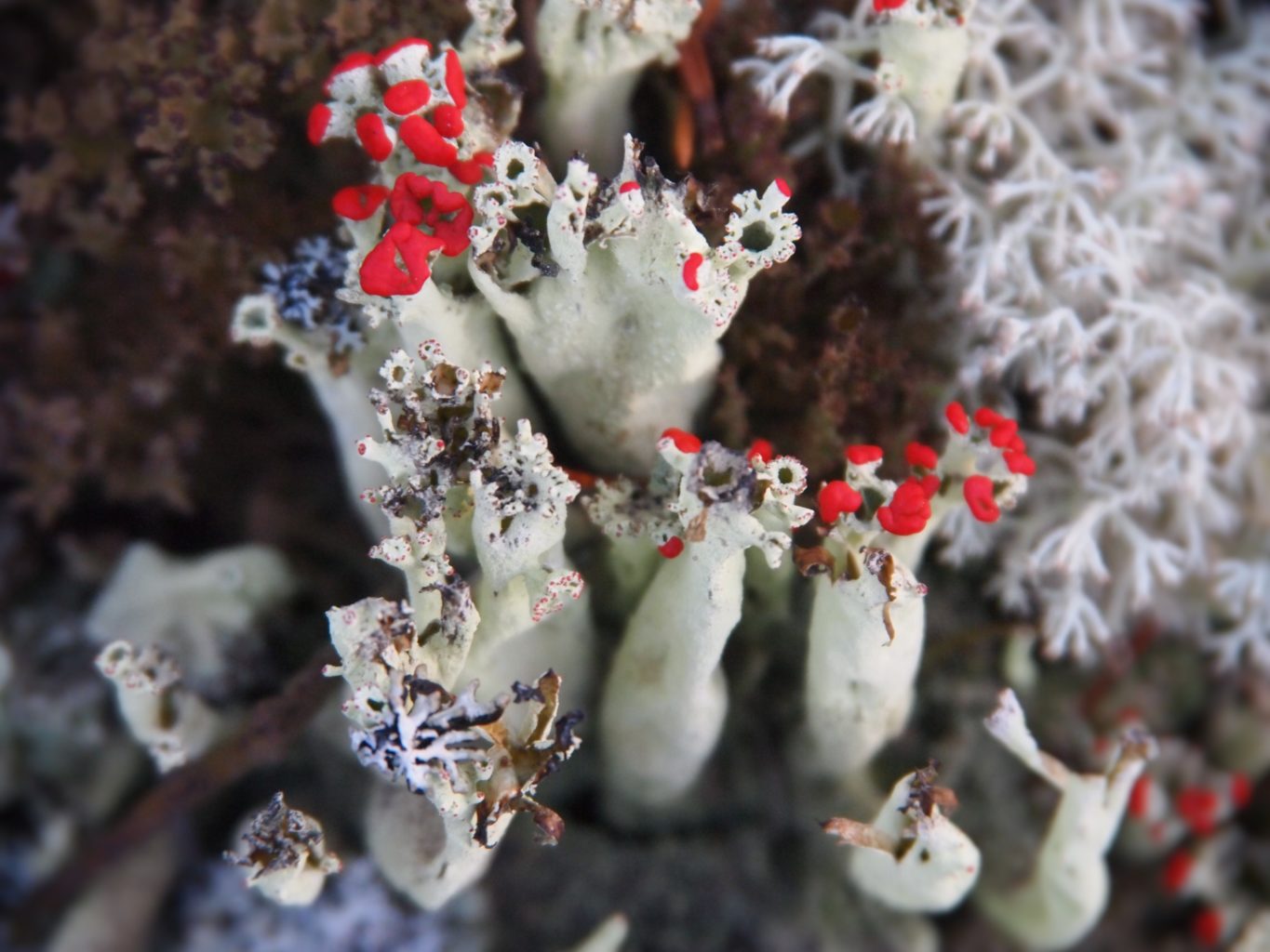 Valokuvaaja: Mervi Latvala