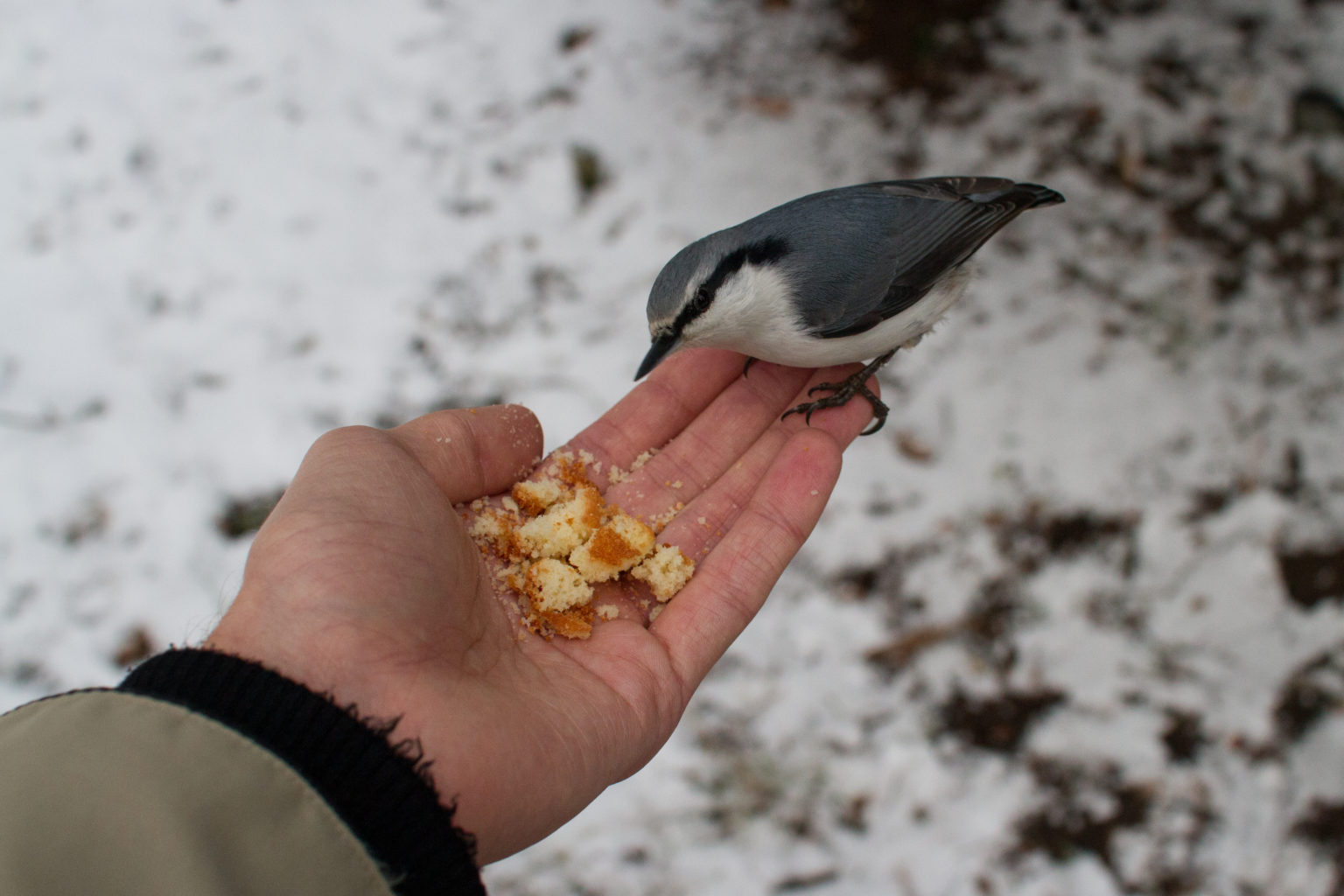 Valokuvaaja: Jon Rikberg