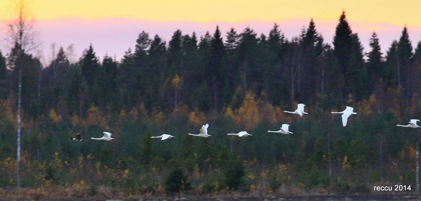 Valokuvaaja: reijo lehtonen