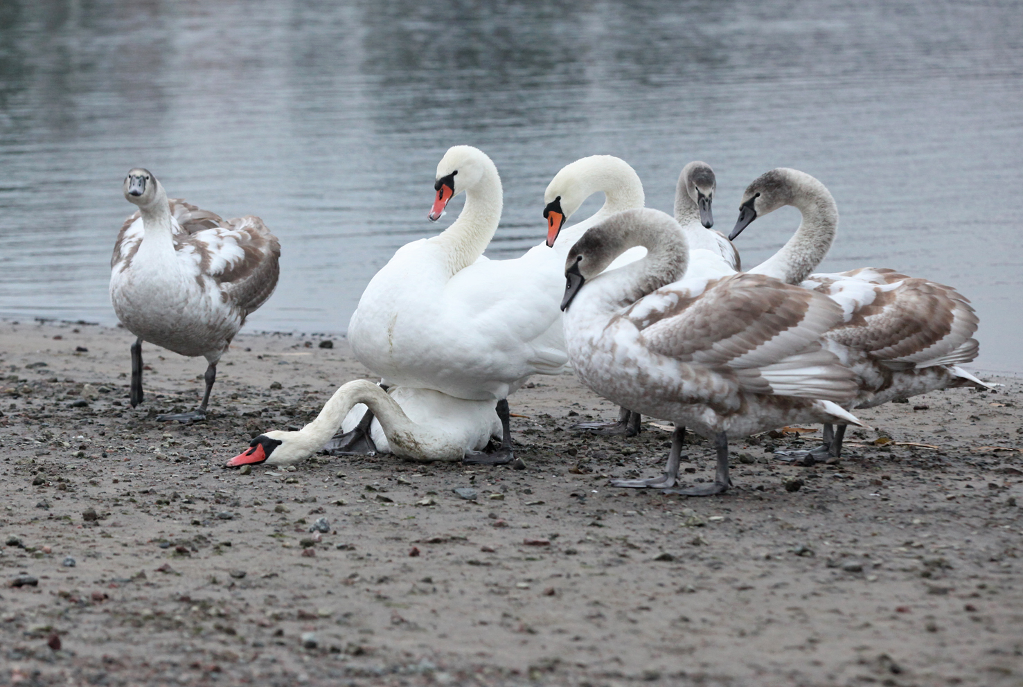 Valokuvaaja: Mao Lindholm