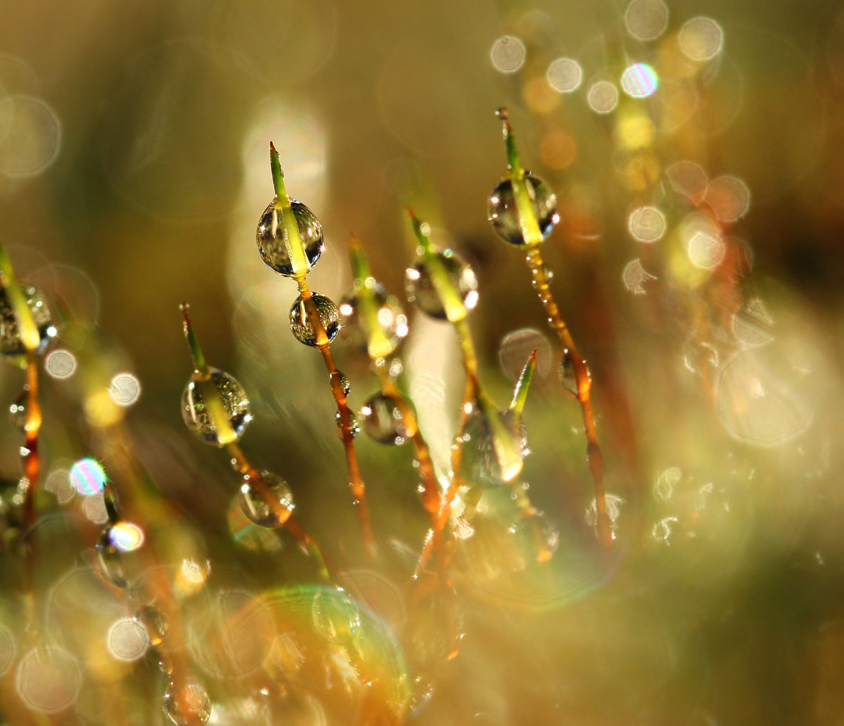 Valokuvaaja: Tarja Porkkala