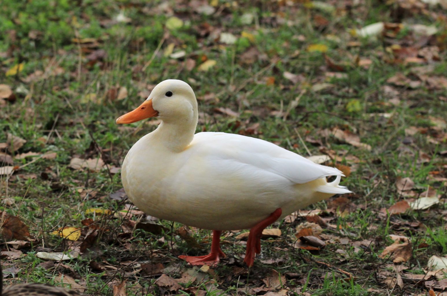 Valokuvaaja: Pirjo Hokkanen