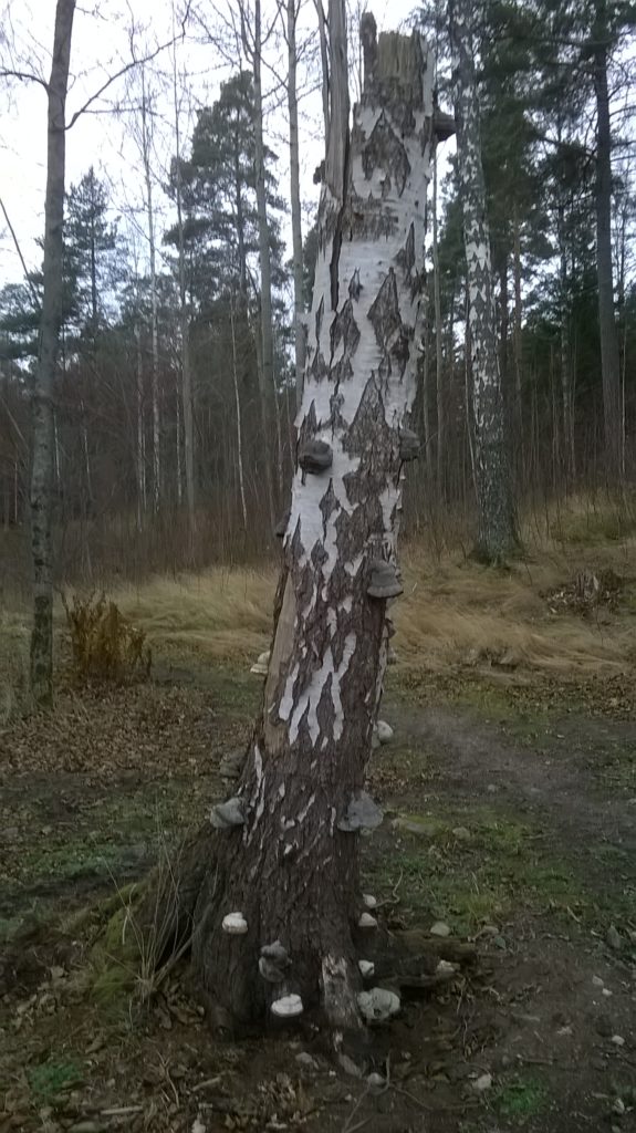 Valokuvaaja: Vesa-Pekka Rantalainen