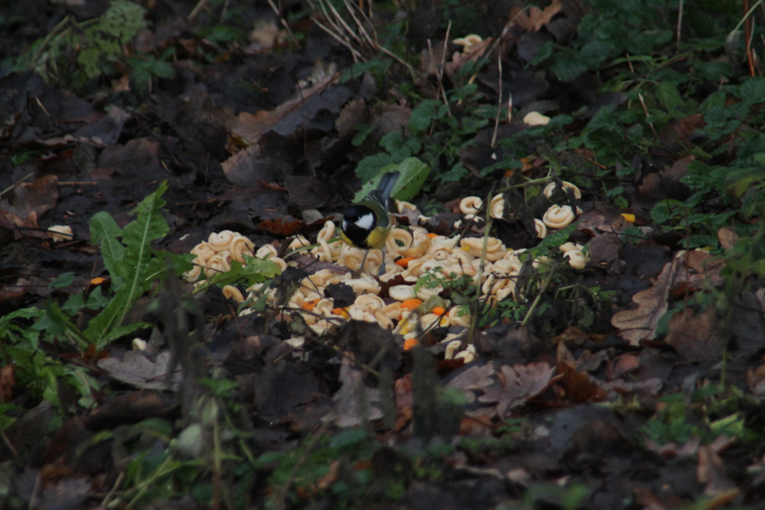 Valokuvaaja: harri poutanen