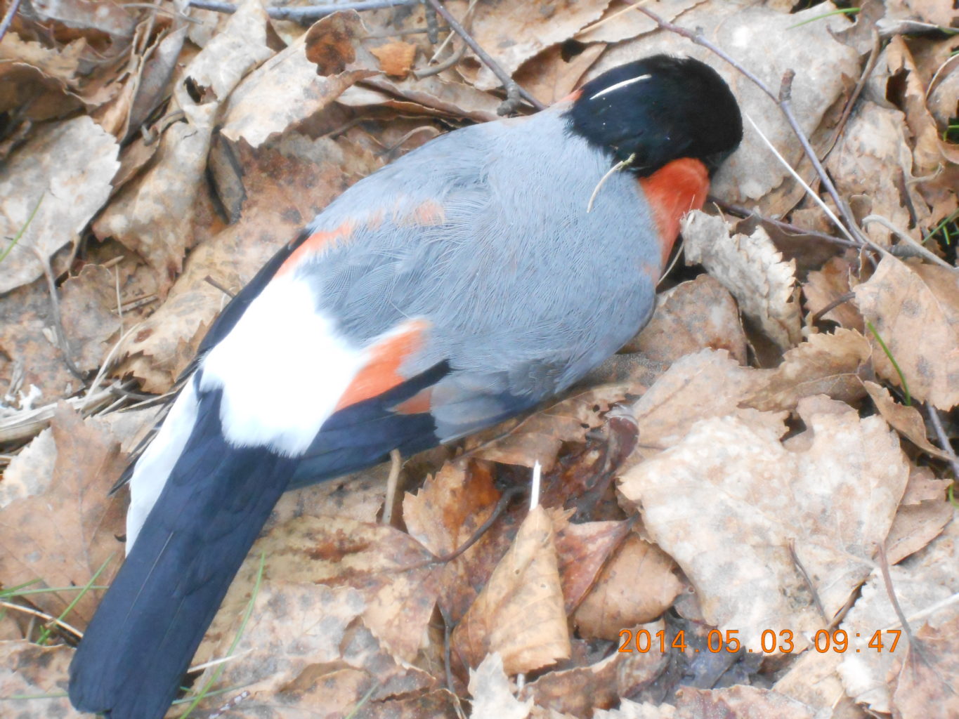 Valokuvaaja: lea mäyrä