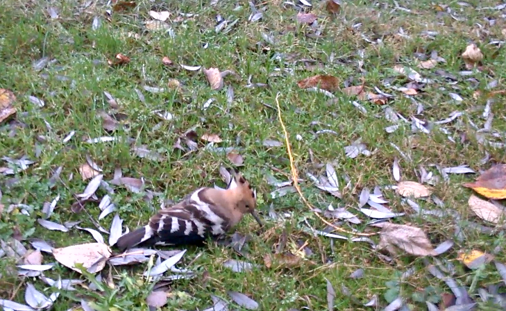 Valokuvaaja: István Rytkönen