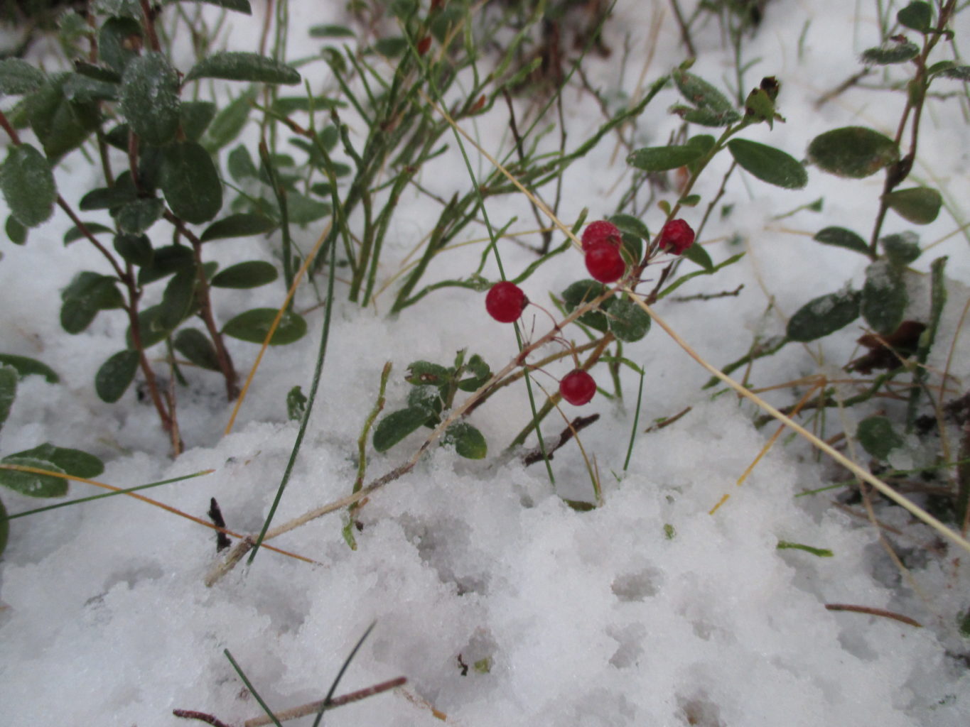 Valokuvaaja: yrjo lukkari