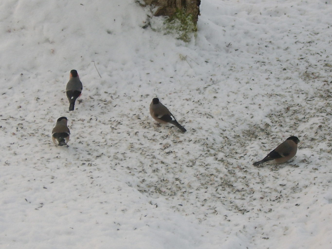 Valokuvaaja: salme Randelin