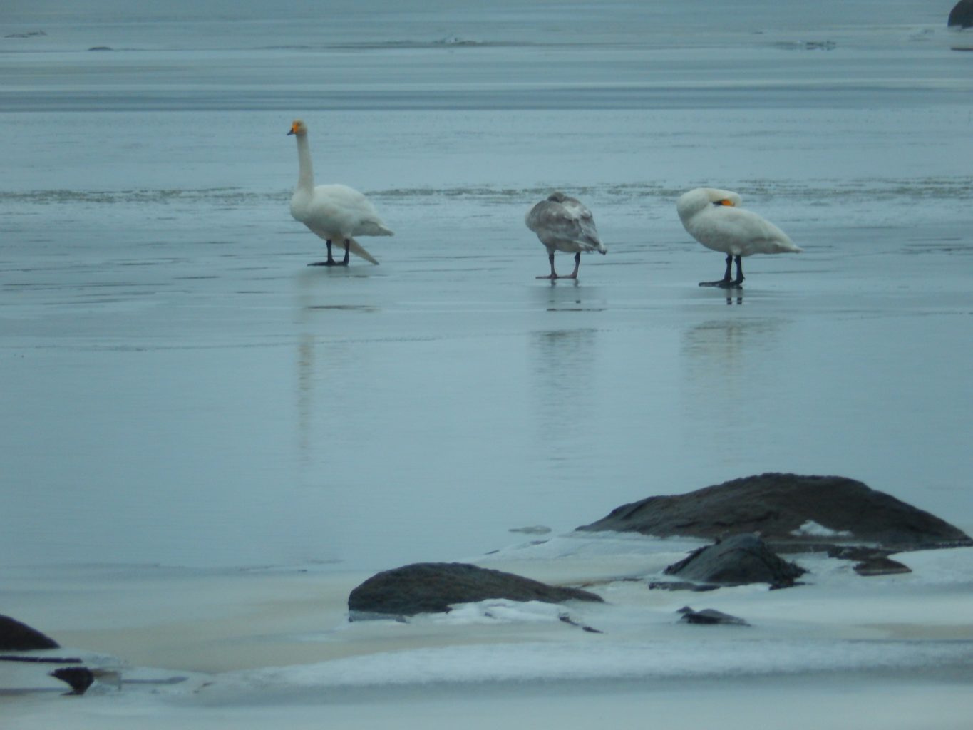 Valokuvaaja: Pirkko Siukonen Valokuvaaja: Pirkko Siukonen