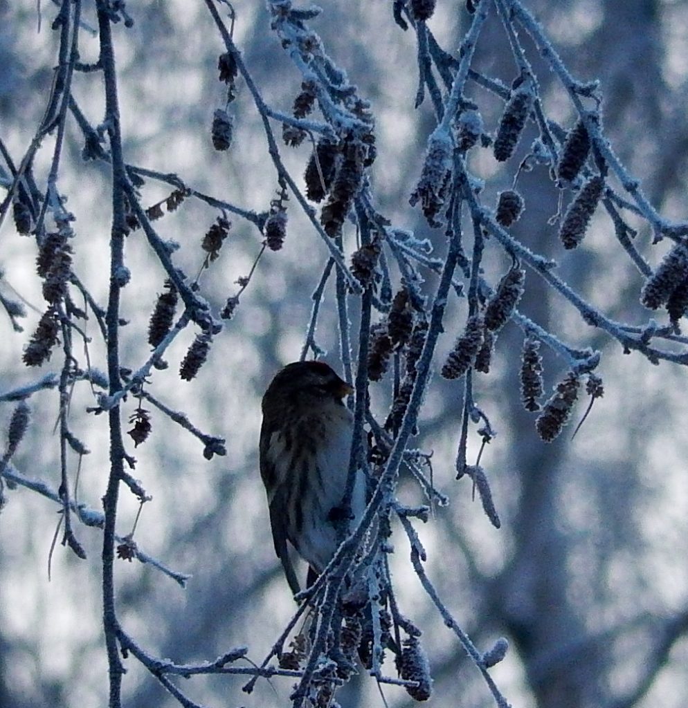 Valokuvaaja: Pirkko Siukonen