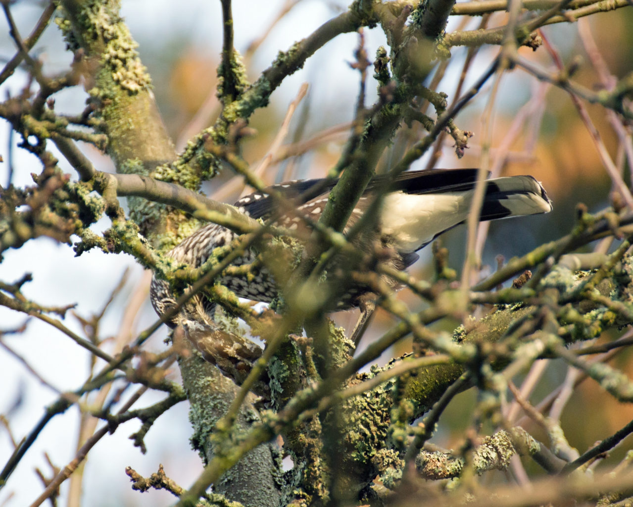 Valokuvaaja: Katri Mäkinen