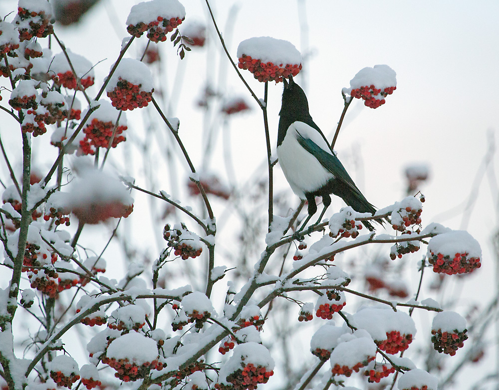 Valokuvaaja: Anna-Liisa Pirhonen