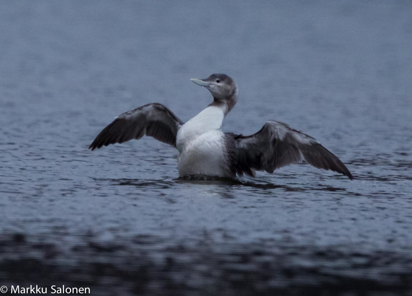 Valokuvaaja: Markku Salonen