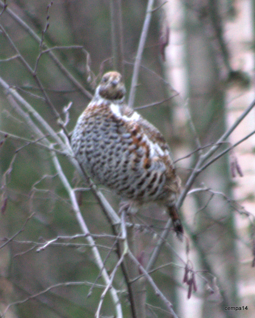 Valokuvaaja: tapio keinonen