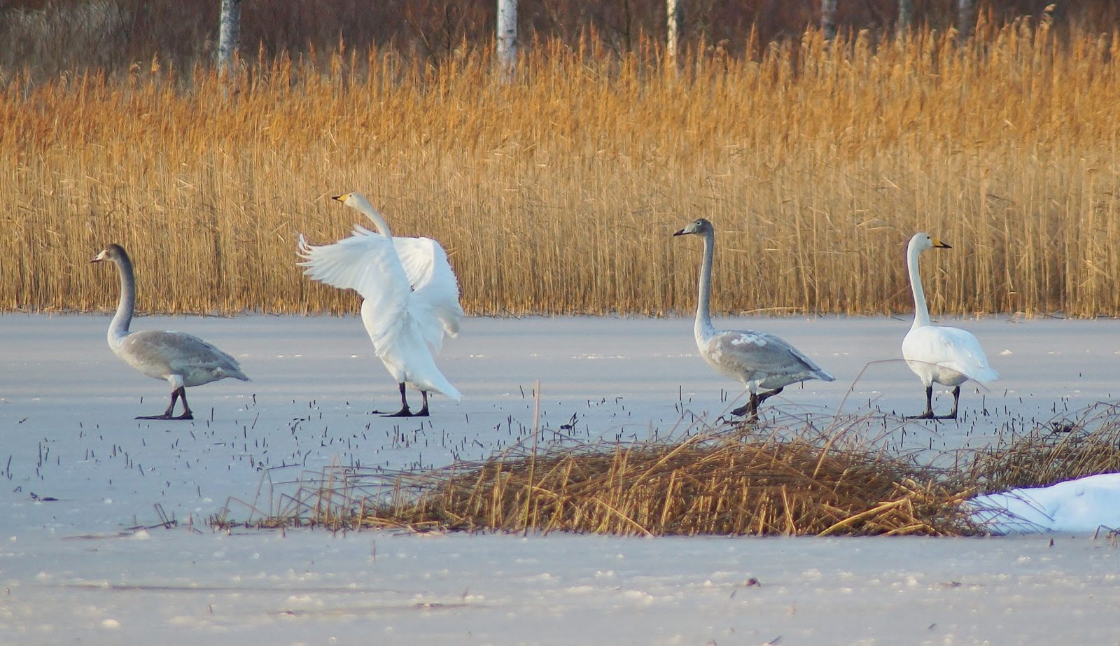 Valokuvaaja: Maarit Siitonen