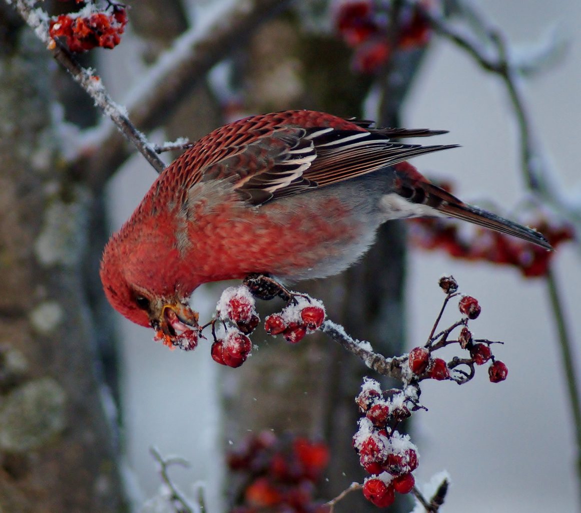 Valokuvaaja: Maarit Siitonen