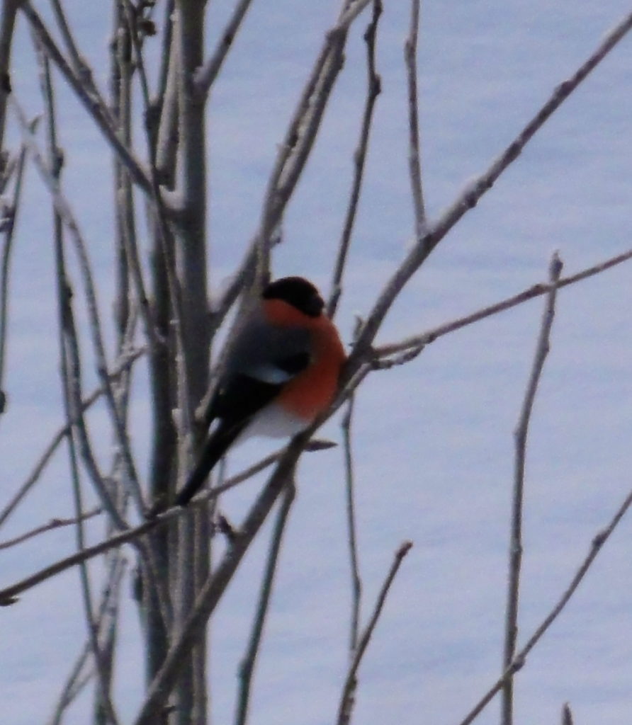 Valokuvaaja: pauliina Hautala