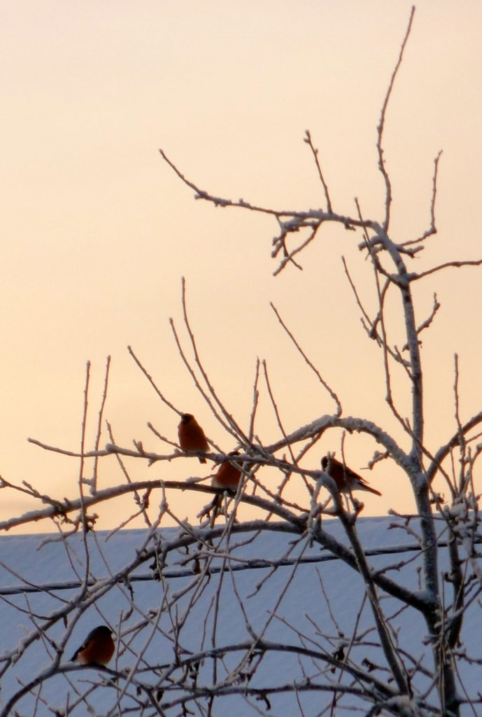 Valokuvaaja: pauliina Hautala