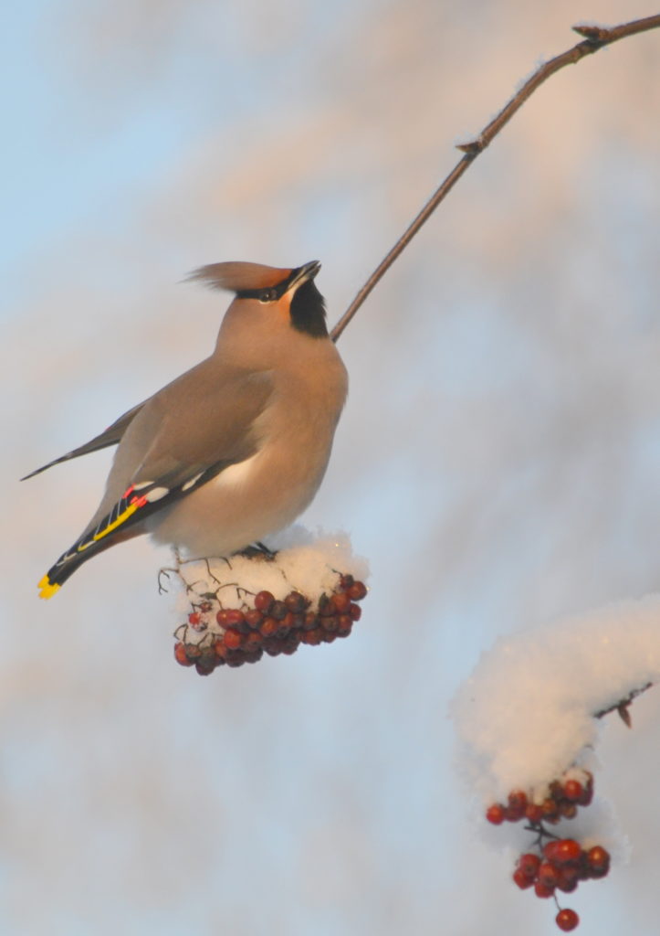 Valokuvaaja: Leena Silvola