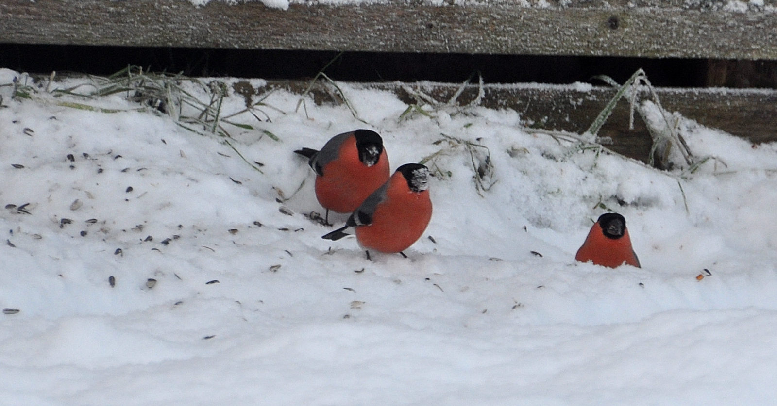 Valokuvaaja: Anneli Aho