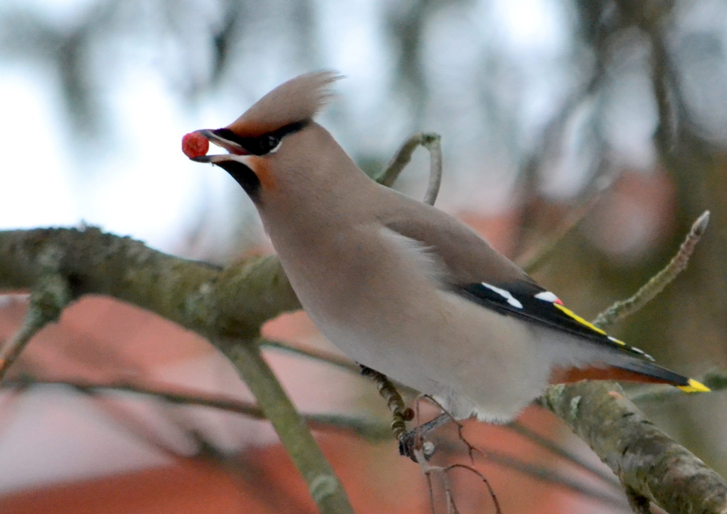 Valokuvaaja: Leena Silvola
