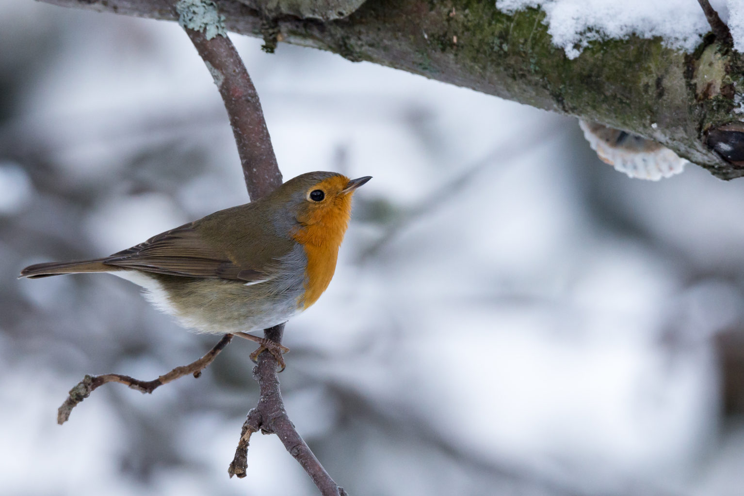 Valokuvaaja: Petri Kyllönen