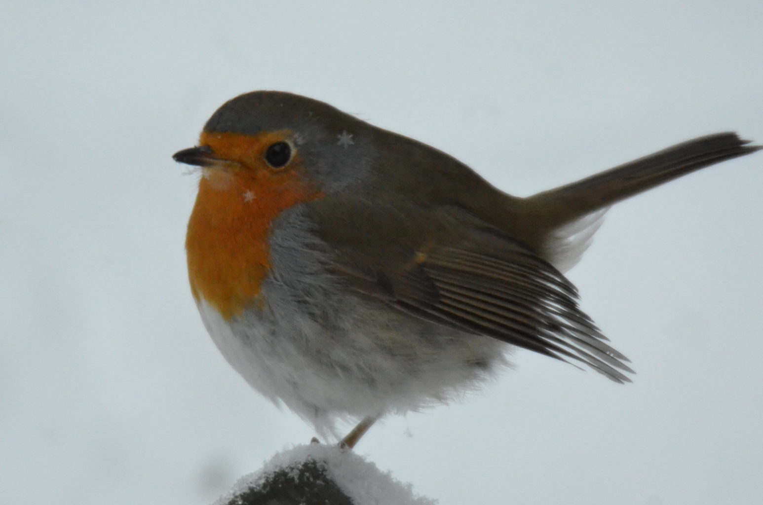 Valokuvaaja: Mikko Rahikainen