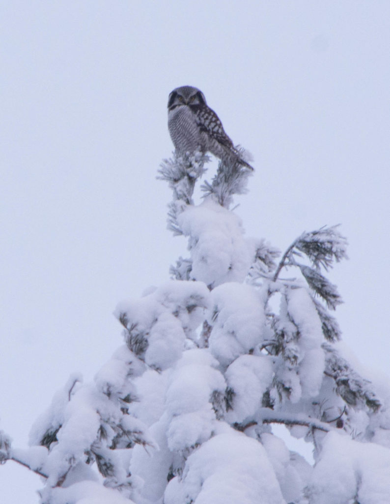Valokuvaaja: Sofia Niskanen