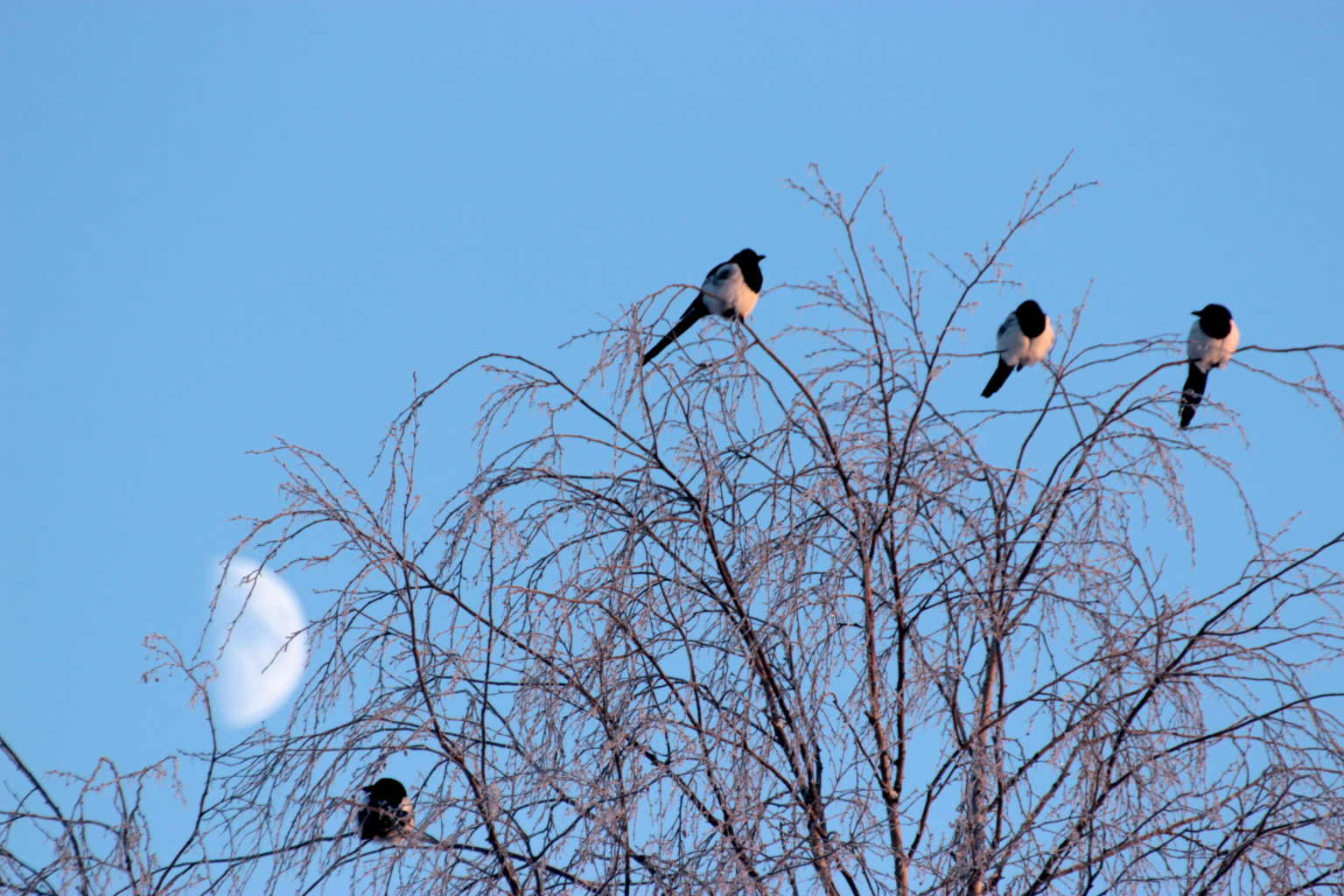 Valokuvaaja: Irja Lehtinen