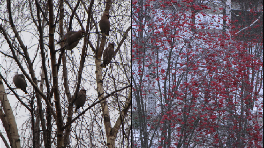 Valokuvaaja: Tuula Makkonen