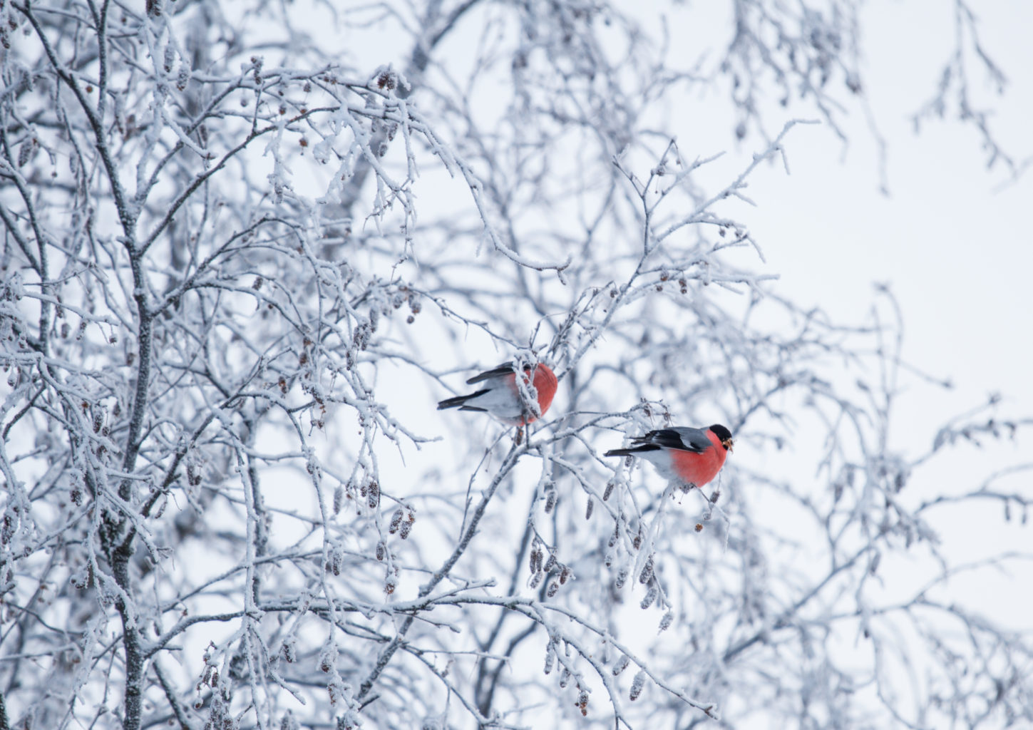 Valokuvaaja: Satu Mali