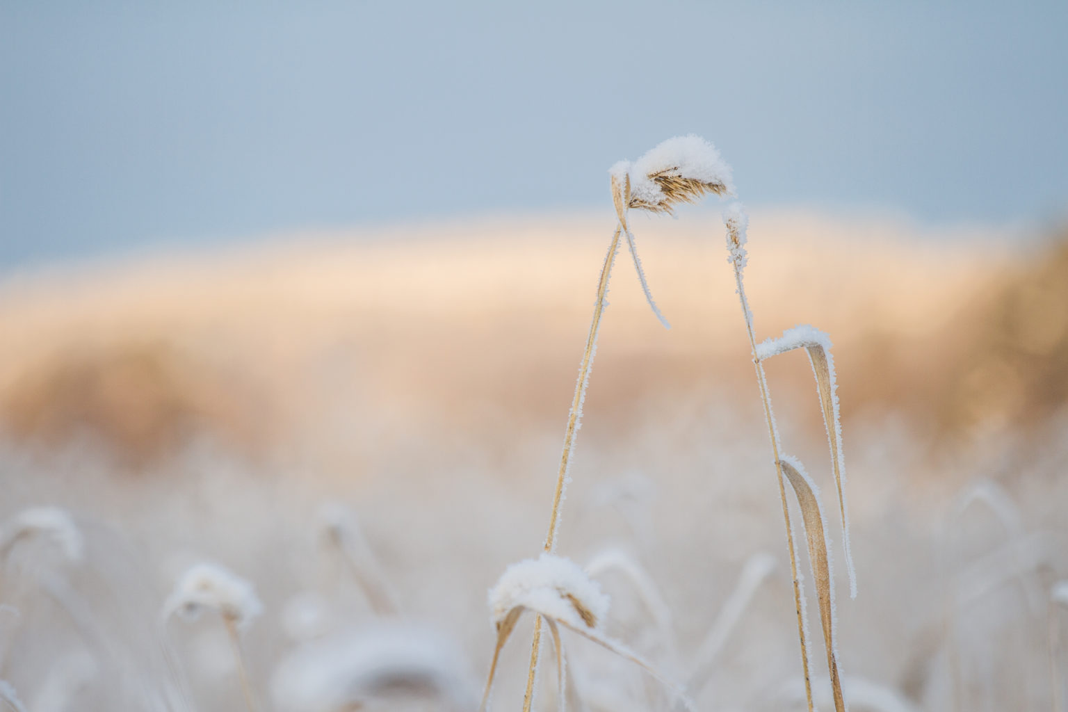 Valokuvaaja: Satu Mali