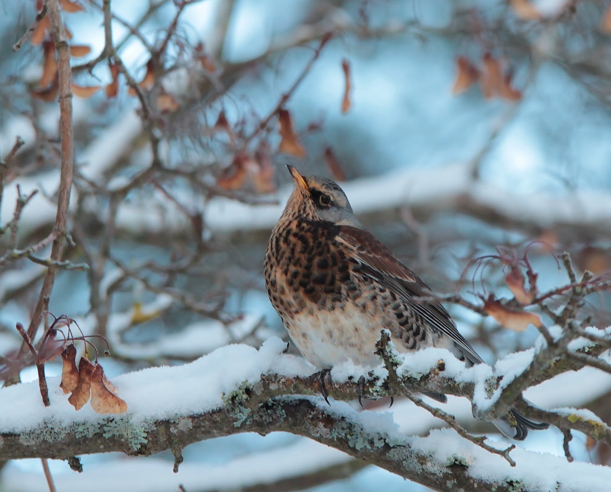 Valokuvaaja: Tuula Pirnes