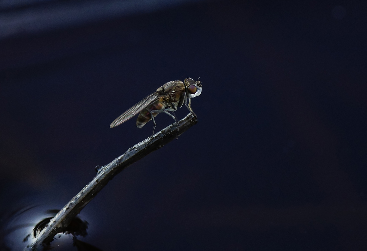Valokuvaaja: Juhani Harkas